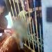 Proses evakuasi kaki korban yang terjebak di pintu pagar besi. (Nandar/Gopos)