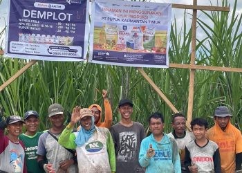 PT Pupuk Kalimantan Timur (Pupuk Kaltim) melalui program Demonstration Plot (Demplot) kembali berhasil meningkatkan produktivitas pertanian masyarakat