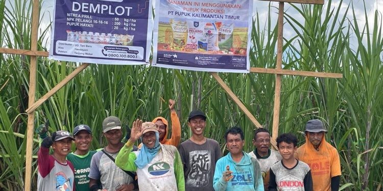Demplot Pupuk Kaltim Pacu Produktivitas Tebu Gorontalo hingga 128 Ton/Ha