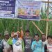 PT Pupuk Kalimantan Timur (Pupuk Kaltim) melalui program Demonstration Plot (Demplot) kembali berhasil meningkatkan produktivitas pertanian masyarakat