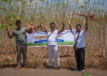 Hasil panen demplot ubi kayu di Desa Panaikang, Kecamatan Pattalassang, Kabupaten Gowa, Sulawesi Selatan.(Foto Pupuk Kaltim)