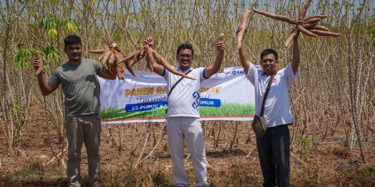 Hasil panen demplot ubi kayu di Desa Panaikang, Kecamatan Pattalassang, Kabupaten Gowa, Sulawesi Selatan.(Foto Pupuk Kaltim)