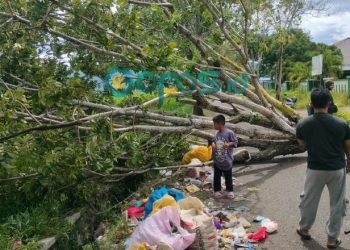 Satu pohon tumbang di Wilayah Kelurahan Wongkaditi, Kecamatan Kota Utara, Kota Gorontalo, Ahad 22-12-2024.