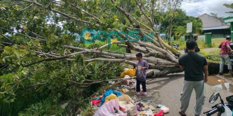 Satu pohon tumbang di Wilayah Kelurahan Wongkaditi, Kecamatan Kota Utara, Kota Gorontalo, Ahad 22-12-2024.