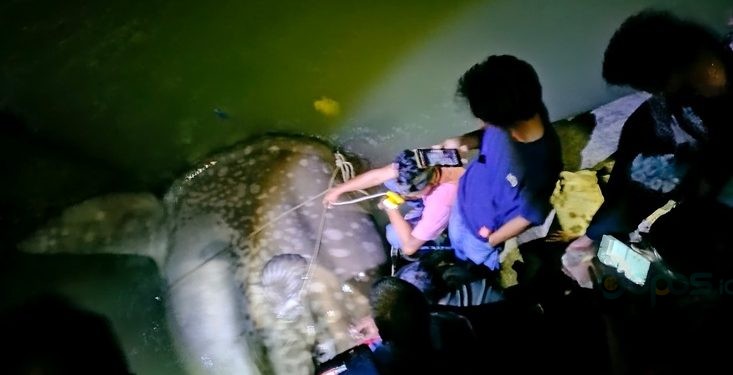 Ikan Mola-mola ketika masih hidup ditemukan warga di lokasi wisata Tangga 2000 Kota Gorontalo, Senin (2/12/2024).(Foto Putra Gopos)