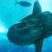 Ikan Mola-mola atau Ocean Sunfish. (Pixabay).