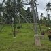 PLN UIP3B Sulawesi gerak cepat tangani tower miring akibat hantaman longsor. Hantaman longsor diketahui menghantam rumah salah satu warga di Kabupaten Gorontalo, Ahad 26-1-2025.