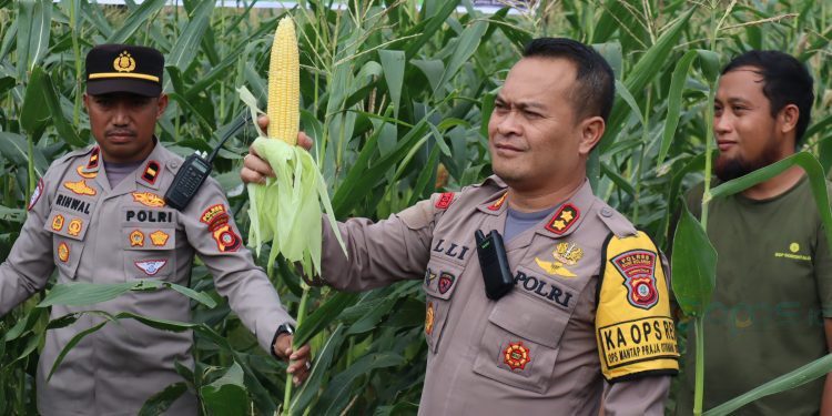 Kapolres Bone Bolango, AKBP Muhammad Alli saat melakukan panen 6.000 pohon jagung di Desa Moutong, Kecamatan Tilongkabila, Rabu (22/1/2025). (Foto Indra/Gopos)