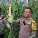 Kapolres Bone Bolango, AKBP Muhammad Alli saat melakukan panen 6.000 pohon jagung di Desa Moutong, Kecamatan Tilongkabila, Rabu (22/1/2025). (Foto Indra/Gopos)