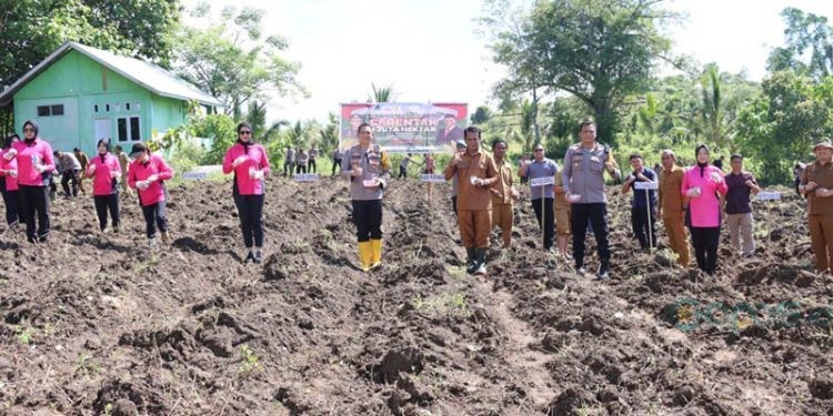 Kapolres Gorontalo, AKBP Deddy Herman, saat melakukan penanaman jagung. (Foto Istimewa)