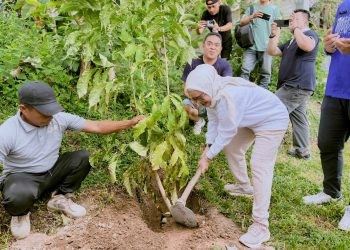 Bupati Merlan S. Uloli saat melakukan penanaman Pohon Tabebuya di Kawasan Objek Wisata Danau Perintis, Kecammatan Suwawa, Kamis (2/1/2025). (Foto Munifa/Diskominfo)