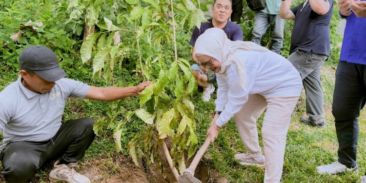 Bupati Merlan S. Uloli saat melakukan penanaman Pohon Tabebuya di Kawasan Objek Wisata Danau Perintis, Kecammatan Suwawa, Kamis (2/1/2025). (Foto Munifa/Diskominfo)