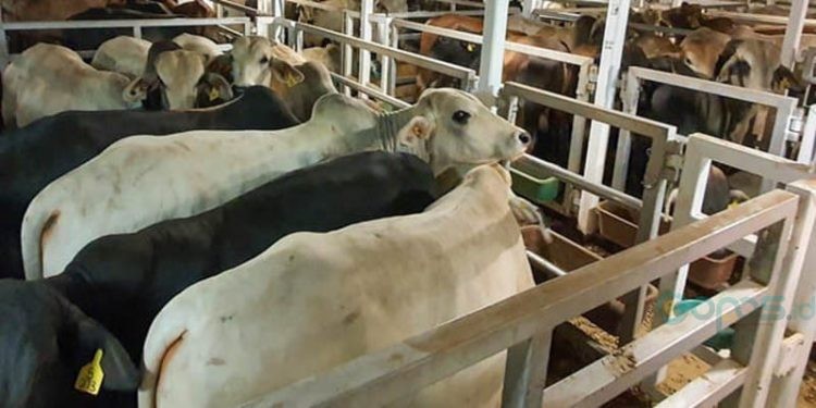 Pemkab Gorontalo menghentikan sementara pengiriman sapi keluar daerah pasca merebaknya wabah PMK