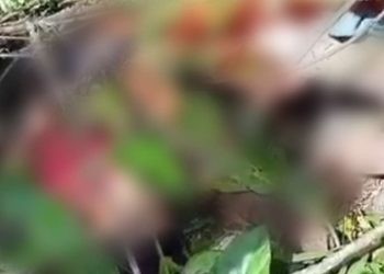 Tangkapan gambar video salah seorang korban yang tewas tertimpa pohon di lokasi hutan Desa Karya Baru, Kecamatan Dengilo, Pohuwato.(Istimewa)