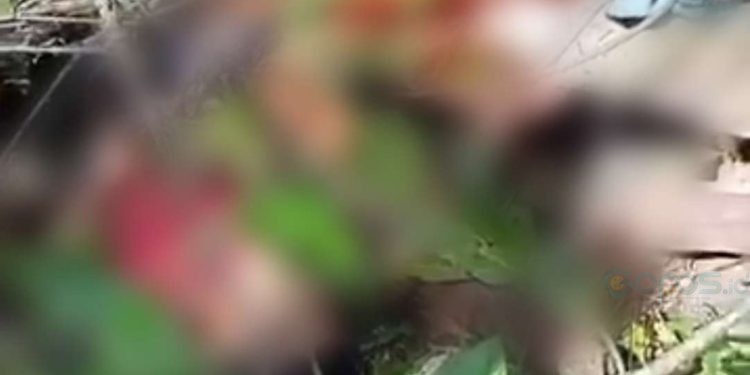 Tangkapan gambar video salah seorang korban yang tewas tertimpa pohon di lokasi hutan Desa Karya Baru, Kecamatan Dengilo, Pohuwato.(Istimewa)
