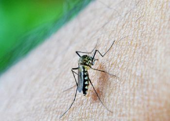 Ilustrasi Malaria. (Pixabay).