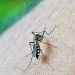 Ilustrasi Malaria. (Pixabay).