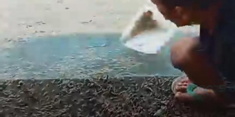 Tangkapan layar salah seorang warga sedang mengumpulkan udang yang naik ke darat di kompleks Bendungan Randangan, Pohuwato.(Foto Istimewa)