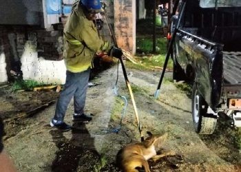 Petugas Damkar Kabupaten Gorontalo tengah melaksanakan penanganan anjing Liar. (Damkar Kabupaten Gorontalo)