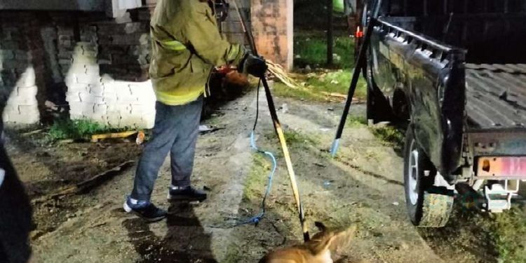 Petugas Damkar Kabupaten Gorontalo tengah melaksanakan penanganan anjing Liar. (Damkar Kabupaten Gorontalo)