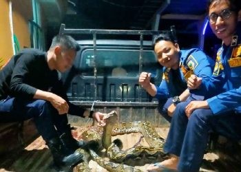 Petugas Pemadam Kebakaran (Damkar) Kabupaten Gorontalo berjasa mengamankan 1 ekor ular berjenis piton.