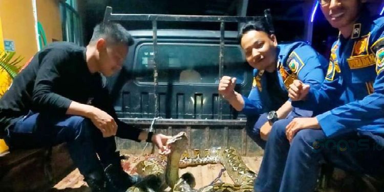Petugas Pemadam Kebakaran (Damkar) Kabupaten Gorontalo berjasa mengamankan 1 ekor ular berjenis piton.