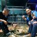 Petugas Pemadam Kebakaran (Damkar) Kabupaten Gorontalo berjasa mengamankan 1 ekor ular berjenis piton.