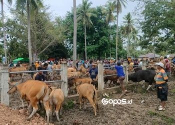 Sejumlah pedagang hingga pengelola di Pasar Sapi Desa Pulubala, Kecamatan Pulubala Kabupaten Gorontalo.