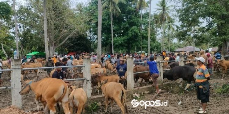 Sejumlah pedagang hingga pengelola di Pasar Sapi Desa Pulubala, Kecamatan Pulubala Kabupaten Gorontalo.