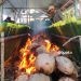 Pembuat Nasi Bulu Jawa Tondano (Jaton) di Desa Yosonegoro, Kecamatan Limboto Barat, Kabupaten Gorontalo.