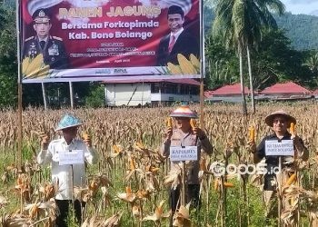 Anggota DPRD Bone Bolango, Amin Nune Nusi ikut melaksanakan panen jagung bersama Polres Bone Bolango, Jumat (11-4-2025).