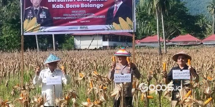 Anggota DPRD Bone Bolango, Amin Nune Nusi ikut melaksanakan panen jagung bersama Polres Bone Bolango, Jumat (11-4-2025).