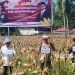 Anggota DPRD Bone Bolango, Amin Nune Nusi ikut melaksanakan panen jagung bersama Polres Bone Bolango, Jumat (11-4-2025).