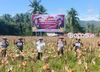 Polres Bone Bolango melaksanakan panen 2 hektar lahan jagung yang berada di halaman belakang Mapolres Bone Bolango, Jumat (11-4-2025).