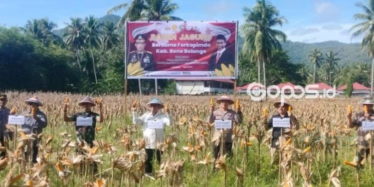 Polres Bone Bolango melaksanakan panen 2 hektar lahan jagung yang berada di halaman belakang Mapolres Bone Bolango, Jumat (11-4-2025).