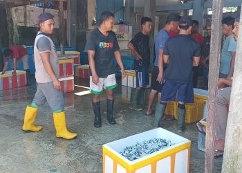 Kesibukan pedagang ikan di TPI Gorontalo