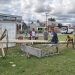 Panitia pelaksanaan Festival Ketupat Kemilau di Pohuwato Gorontalo sedang mempersiapkan lomba panjat pinang berhadiah emas.(Foto Istimewa for Yusuf)