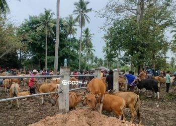 Aktivitas di pasar hewan Pulubala, Rabu (23/4/2025). (Foto Putra Gopos)