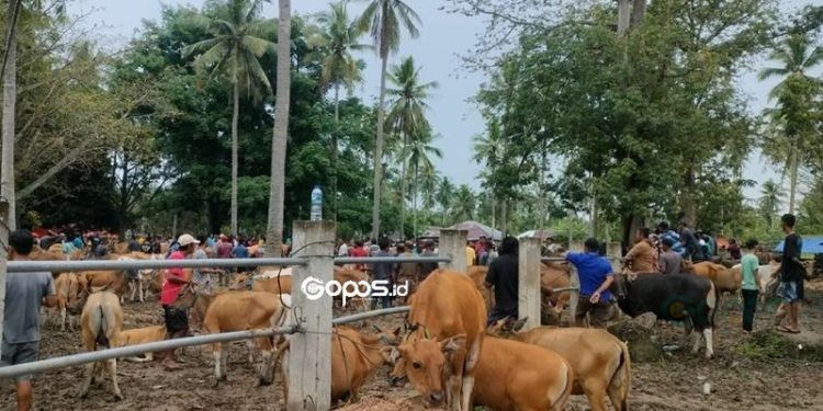 Aktivitas di pasar hewan Pulubala, Rabu (23/4/2025). (Foto Putra Gopos)