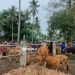 Aktivitas di pasar hewan Pulubala, Rabu (23/4/2025). (Foto Putra Gopos)