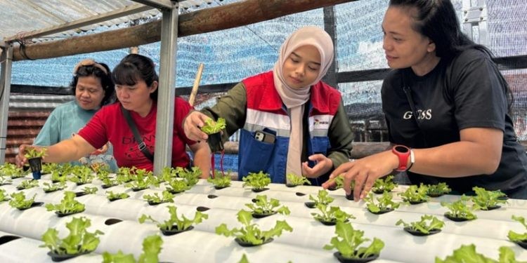 KWT Candi Berdaya di Lingkungan III, Kelurahan Bitung Barat I, Kota Bitung, Sulawesi Utara mendapat pendampingan dari Pertamina Patra Niaga IT Bitung untuk memanfaatkan pekarangan rumah dengan tanaman berbasis hidroponik.(Foto Pertamina)