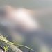 Sosok mayat yang ditemukan warga di kubangan bekas galian batu bata di i Desa Botubilotahu, Kecamatan Marisa, Kabupaten Pohuwato. (foto.istimewa)