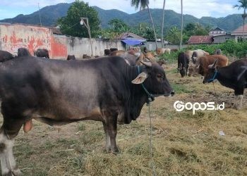 Harga sapi di Kabupaten Bone Bolango dibanderol mulai dari harga 7 juta rupiah hingga 25 juta rupiah.