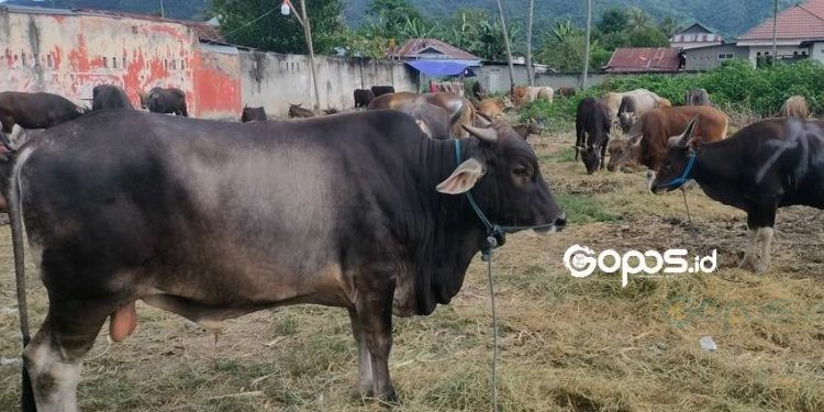 Harga sapi di Kabupaten Bone Bolango dibanderol mulai dari harga 7 juta rupiah hingga 25 juta rupiah.