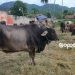 Harga sapi di Kabupaten Bone Bolango dibanderol mulai dari harga 7 juta rupiah hingga 25 juta rupiah.