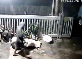 Aksi YA saat diduga mencuri biji kakao yang terekam kamera CCTV di rumah warga Desa Poyowa Besar I, Kecamatan Kotamobagu Selatan.