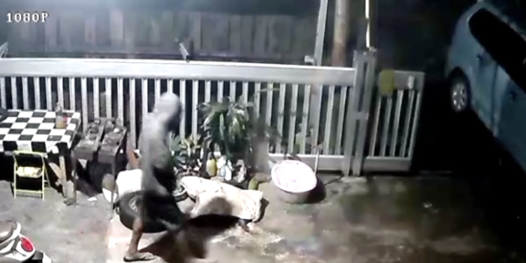 Aksi YA saat diduga mencuri biji kakao yang terekam kamera CCTV di rumah warga Desa Poyowa Besar I, Kecamatan Kotamobagu Selatan.