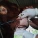 Pemeriksaan hewan kurban di Kelurahan Hepuhulawa, Kecamatan Limboto, Kabupaten Gorontalo.