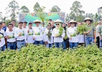 Walikota Kotamobagu Weny Gaib saat memimpin panen perdana tanaman nilam di Desa Bungko, Kecamatan Kotamobagu Selatan, Kamis (1/5/2025)