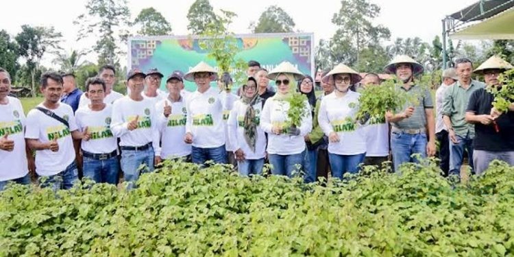 Walikota Kotamobagu Weny Gaib saat memimpin panen perdana tanaman nilam di Desa Bungko, Kecamatan Kotamobagu Selatan, Kamis (1/5/2025)